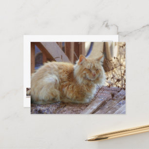 Ginger George Vykort