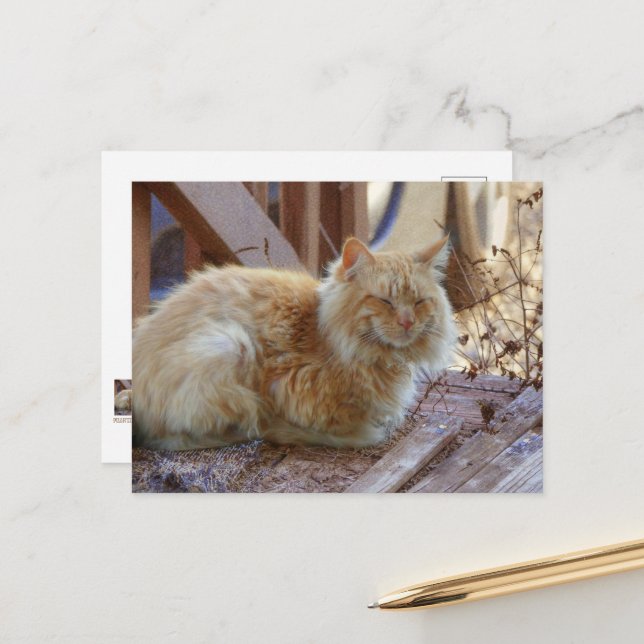 Ginger George Vykort (Fram/Back In Situ)