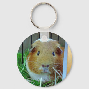 ginger guinea gris nyckelring