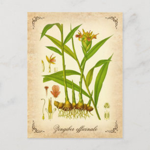 Ginger - illustration av vintagen vykort