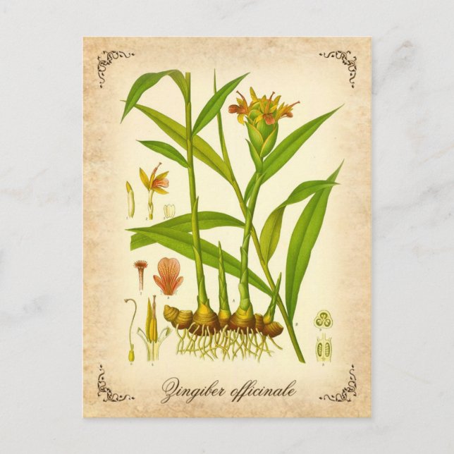 Ginger - illustration av vintagen vykort (Framsida)