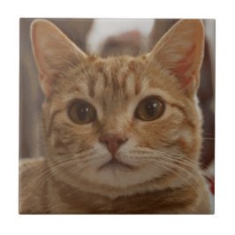 Ginger-kattbrun öga  kakelplatta