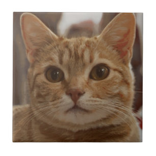 Ginger-kattbrun öga kakelplatta
