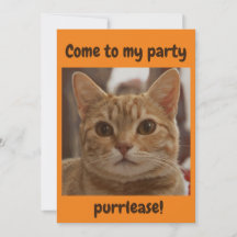 Ginger-kattbrun ögon party purrlease orange