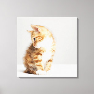 Ginger Kitten Canvastryck