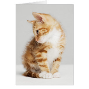 Ginger Kitten Hälsningskort