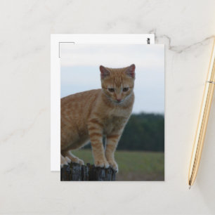 Ginger Kitten i fotot i Land Vykort