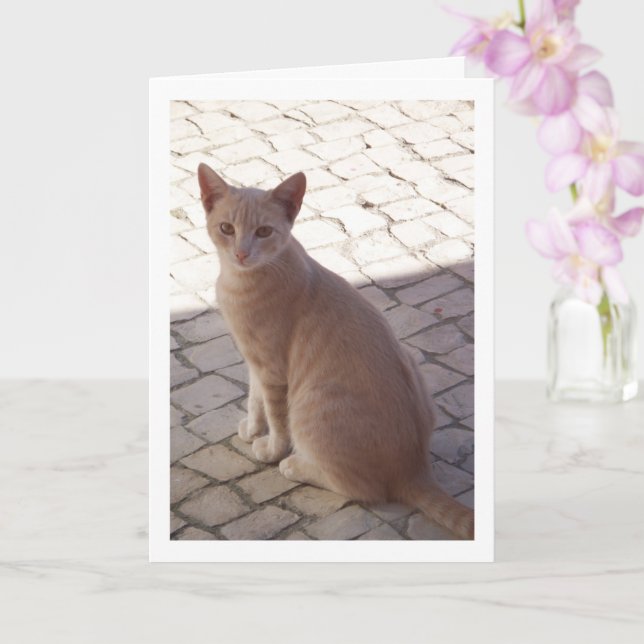 Ginger Kitten Porträtt Kort (Orkide)