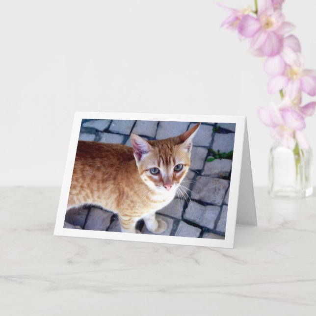 Ginger Kitten Porträtt Kort (Orkide)