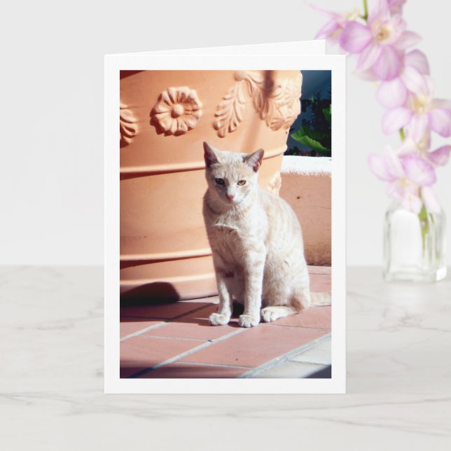 Ginger Kitten vid Plant Pot Kort (Orkide)