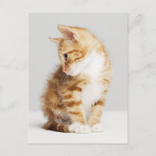 Ginger Kitten Vykort