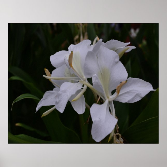 Ginger Lily-0105 Poster (Framsidan)