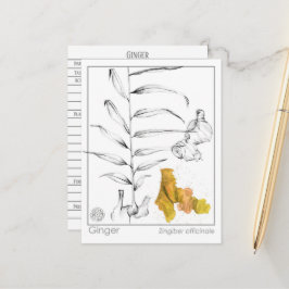 Ginger Materia Medica Herbal Study Card Vykort