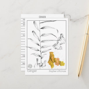 Ginger Materia Medica Herbal Study Card Vykort