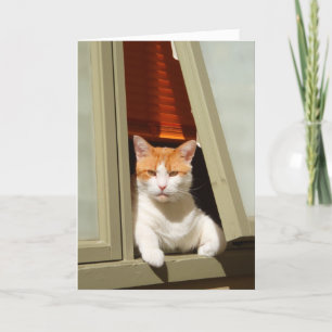 Ginger och vit katt sitta vid fönstret kort