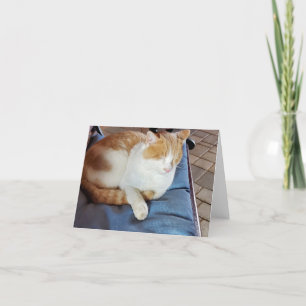 Ginger och vit katt tack kort