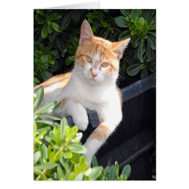 Ginger och White Cat Hälsningskort (Framsidan)