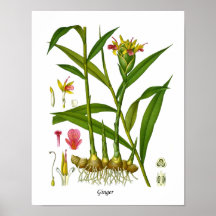 Ginger Plant Illustration Juicing Juice Pub Decor