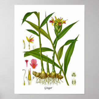 Ginger Plant Illustration Juicing Juice Pub Decor Poster