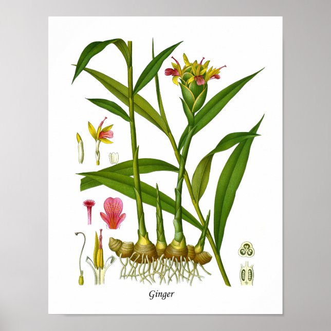 Ginger Plant Illustration Juicing Juice Pub Decor Poster (Framsidan)