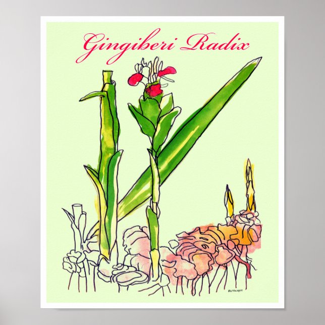 Ginger Root Watercolor Poster (Framsidan)