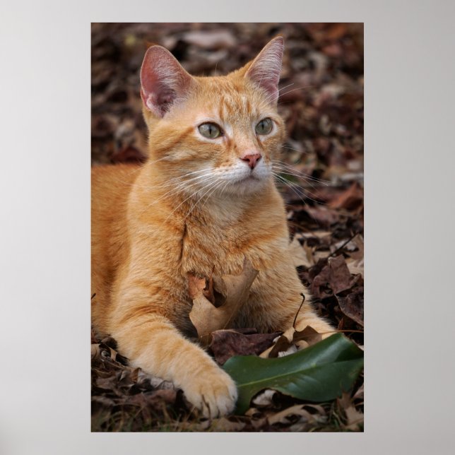 Ginger Shorthair Cat Höst löv Porträtt Poster (Framsidan)
