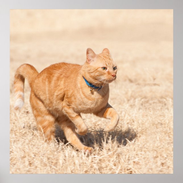 Ginger Speed Poster (Framsidan)