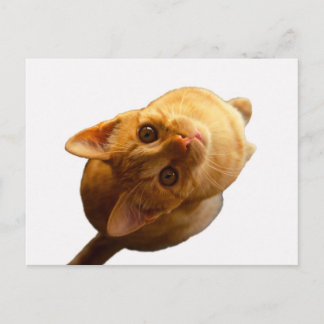 Ginger Tabby Kitten Vykort