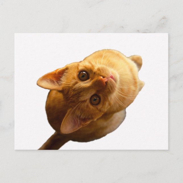 Ginger Tabby Kitten Vykort (Framsida)