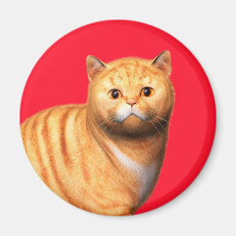 Gingerkatt 3 Magnet