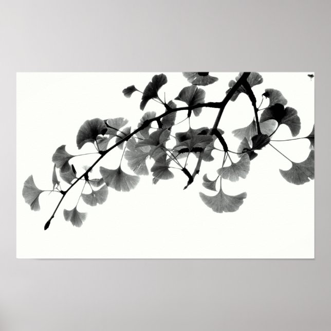 Gingko Biloba Foliage in Black and White Poster (Framsidan)