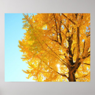 Gingko Träd, Nagano prefecture, Japan Poster