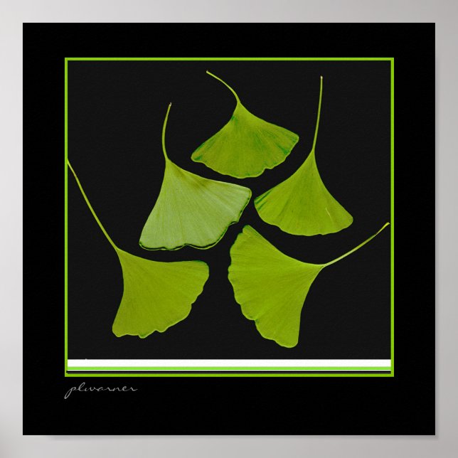 Gingko-utskrift Poster (Framsidan)