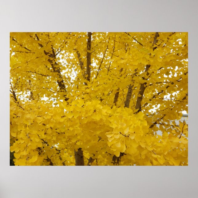 Gingkotrād i höst poster (Framsidan)