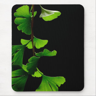 Ginkgo_Biloba_Leaves_-_Black_Background Musmatta