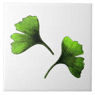 Ginkgo Biloba Löv botanisk konst Kakelplatta