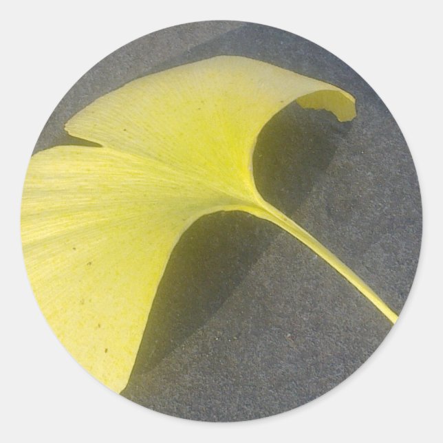 Ginkgo Biloba Löv Sticker Runt Klistermärke (Framsida)