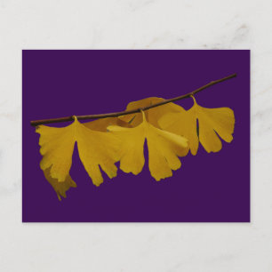 Ginkgo Biloba Lövs vykort