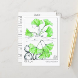 Ginkgo Biloba Medicinal Herb Study Vykort