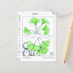 Ginkgo Biloba Medicinal Herb Study Vykort