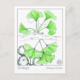 Ginkgo Biloba Medicinal Herb Study Vykort