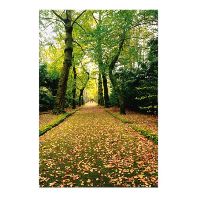 Ginkgo Biloba träd Fototryck (Framsidan)
