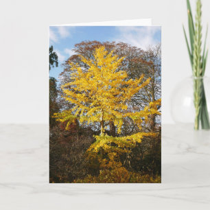 Ginkgo Biloba Träd kort
