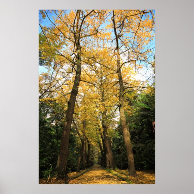 Ginkgo biloba träd poster (Framsidan)