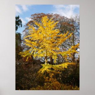 Ginkgo Biloba Träd Poster