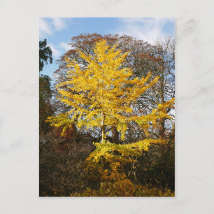 Ginkgo Biloba Träd vykort