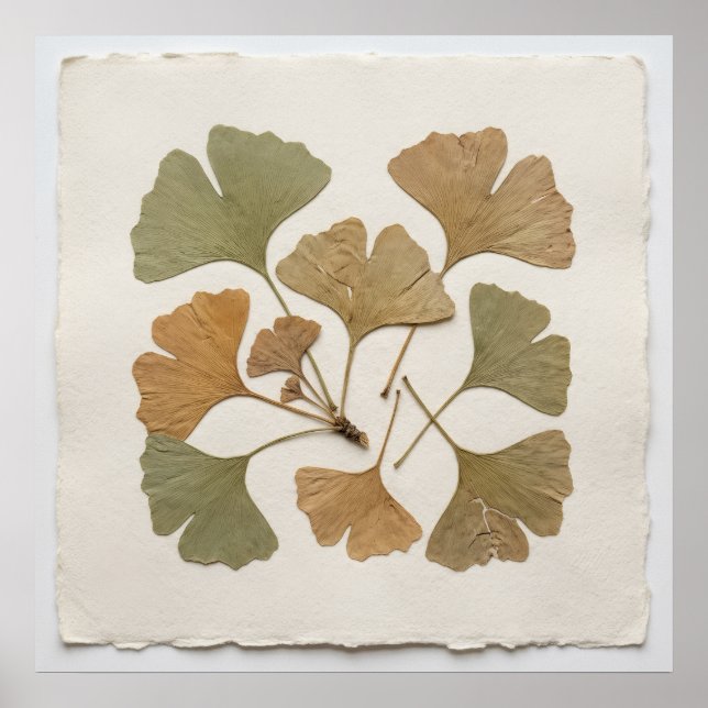 Ginkgo blad botanisk affisch (Framsidan)