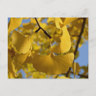 Ginkgo blad i Kyoto Vykort