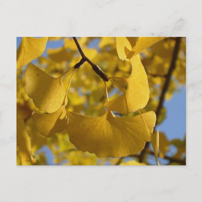 Ginkgo blad i Kyoto Vykort (Framsida)