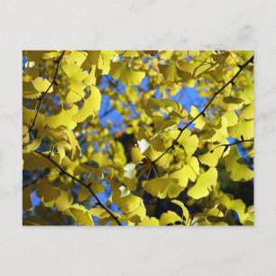 Ginkgo blad sent på hösten: Japan Vykort